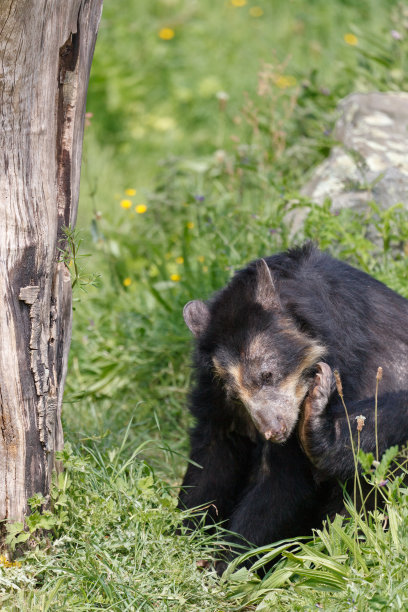 女性标签熊图片下载