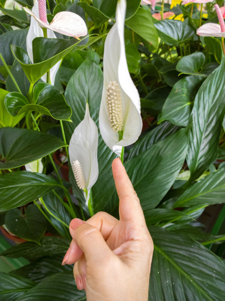 Spathiphyllum。图片下载