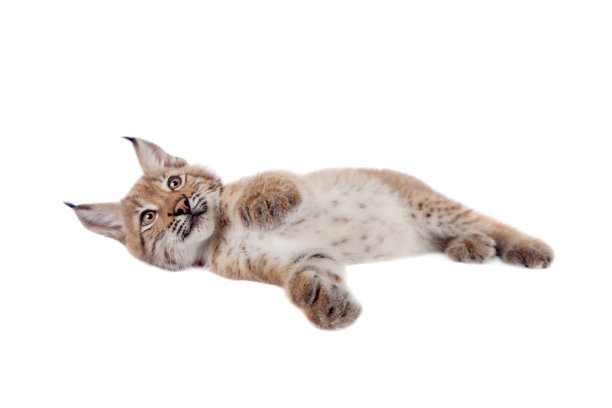 白色的欧亚猞猁幼崽图片下载