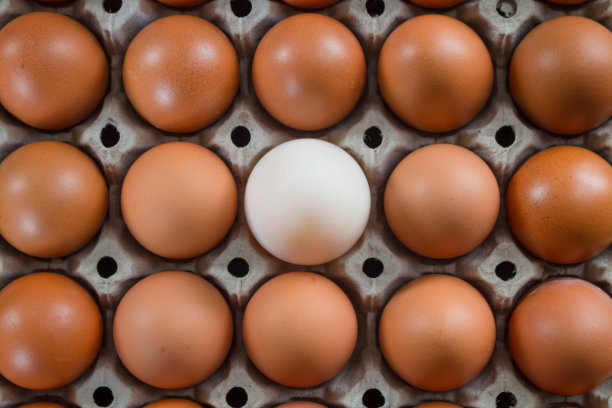 鸡蛋。图片下载