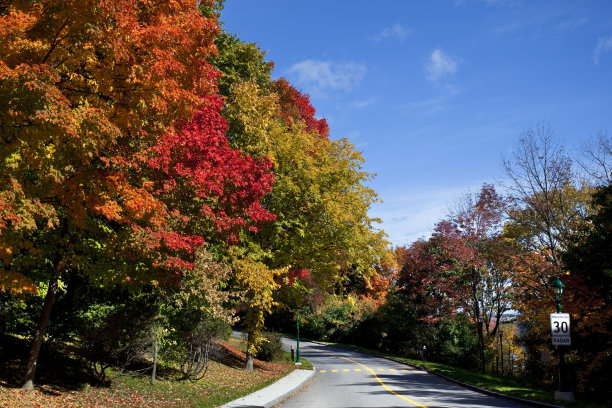 空旷的道路两旁是彩色的树图片下载
