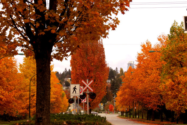 秋色南伯纳比，滨河商业公园图片下载