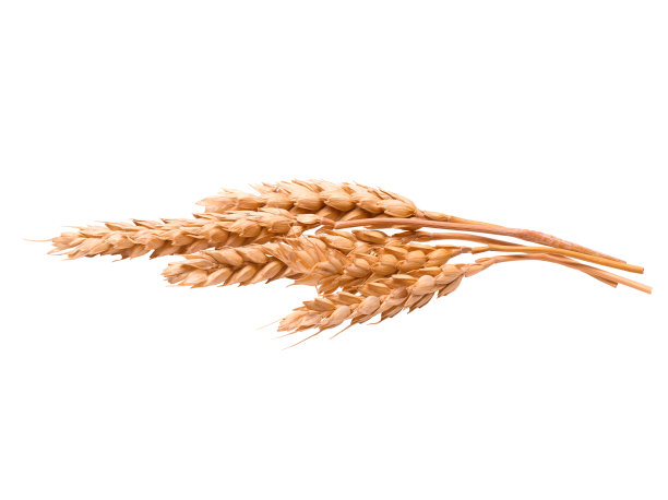 耳朵的小麦素材图片