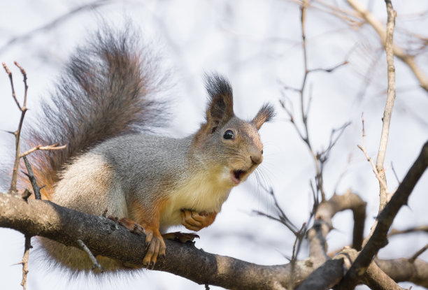 树上的松鼠图片下载