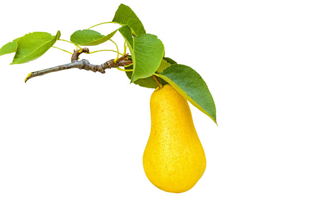 白色背景上的成熟黄梨，特写图片下载