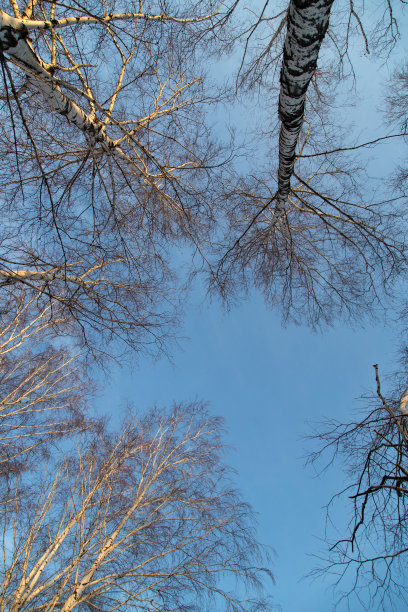 日出时的桦树图片下载