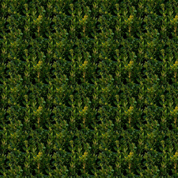 绿灌木无缝图案图片下载