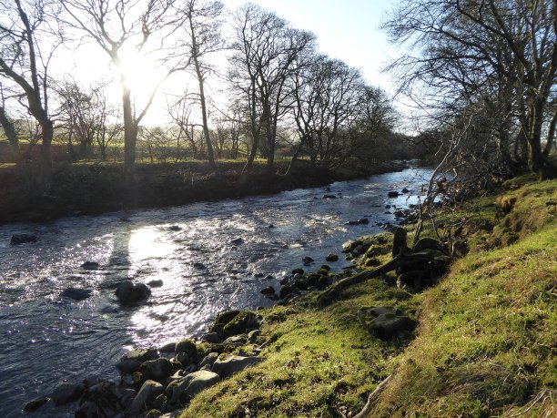阳光从约克郡山谷的树林中流过的河流图片下载