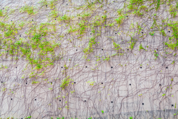 墙上的攀缘植物图片下载