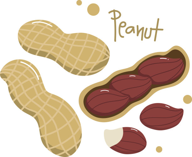 花生图片下载