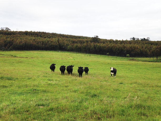 一个在草地上看起来不同/一头奶牛有不同的颜色/个性的象征和独立的思想家图片下载