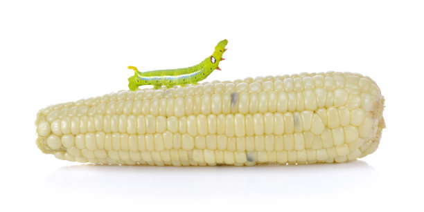 煮熟的玉米和白虫图片下载