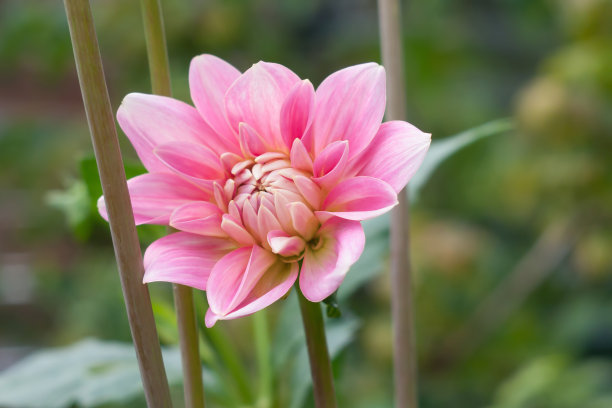 粉红色的大丽花在自然背景，特写照片素材图片