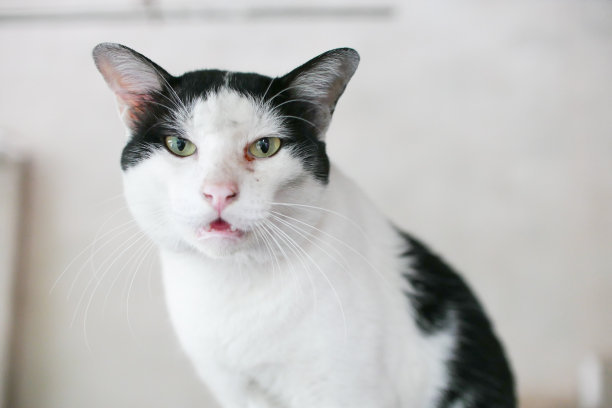 国内暹罗猫图片下载