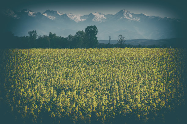 油菜花领域图片下载