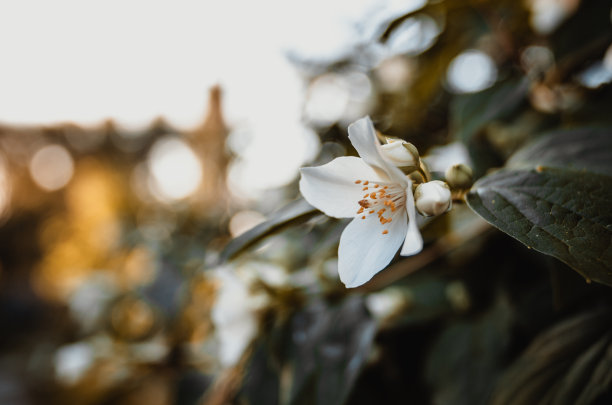 茉莉花图片素材ID：159159688