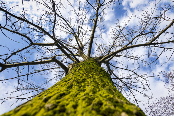 冬天的树图片下载