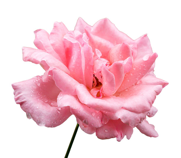 玫瑰花照片素材ID：159172282