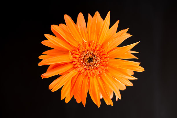 橙色的雏菊头花在黑色的背景上。图片下载