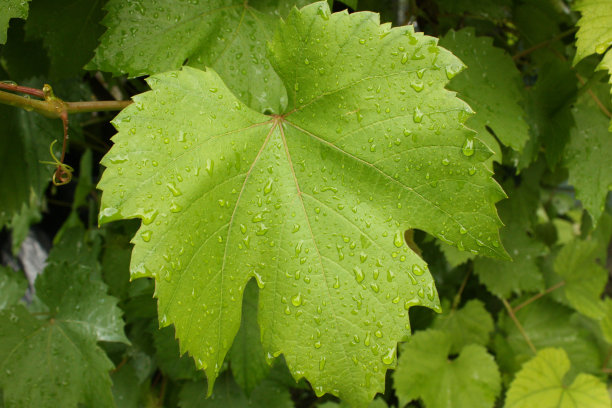 葡萄叶图片下载