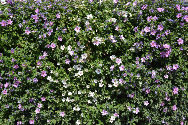 花围栏图片下载