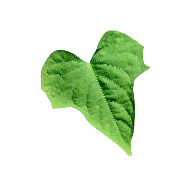 绿色的叶子图片下载