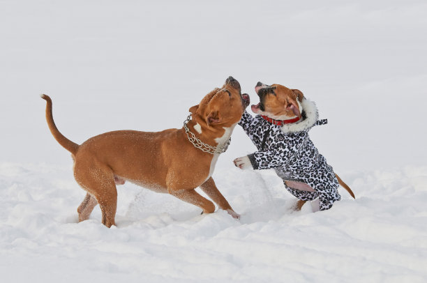两只有趣的美国斯塔福德郡梗狗玩耍图片下载