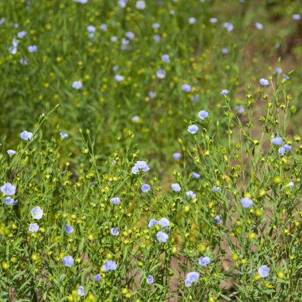 蓝色亚麻图片下载