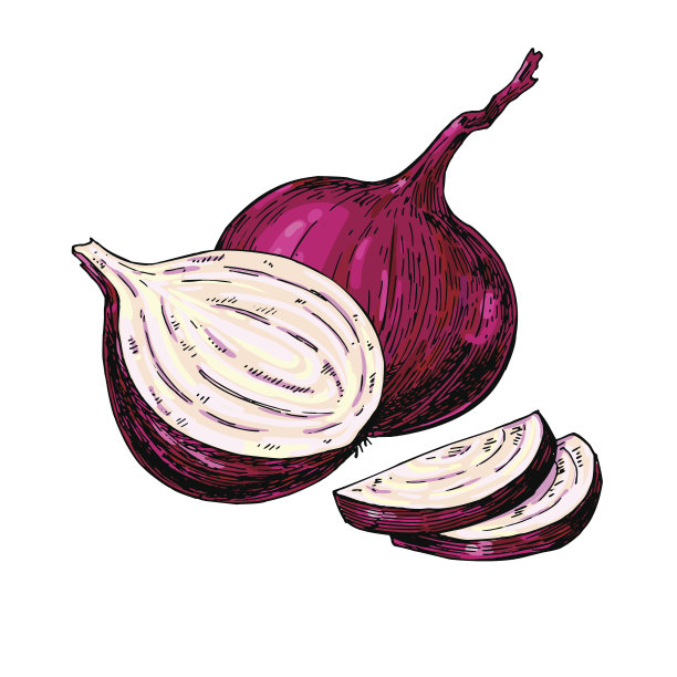 红洋葱手绘矢量图。蔬菜孤立的对象。一半,断路图片下载