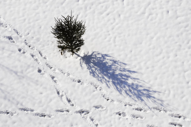 冬天和树图片下载