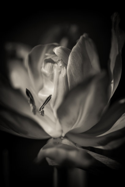黑色和白色郁金香的特写照片，抽象的花背图片下载