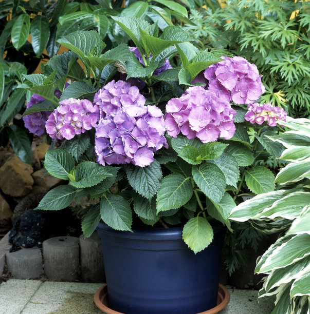 绣球花macrophylla potplants图片下载