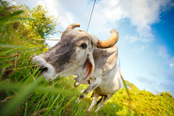以草为食的公牛图片下载