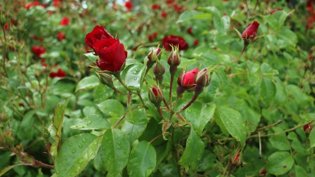 花园里美丽的玫瑰花图片下载