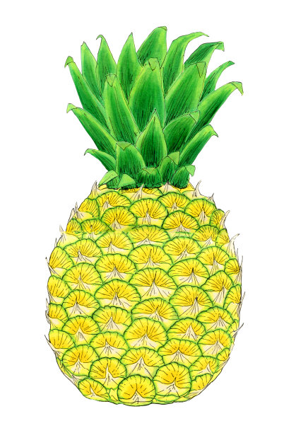 菠萝水彩插图图片下载