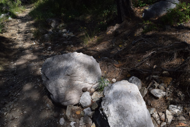 植物的土耳其。克姆地区自然。Calis Tepe(山)小径。小亚细亚特有的松林图片下载