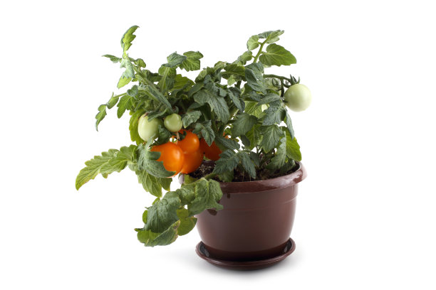 西红柿图片下载