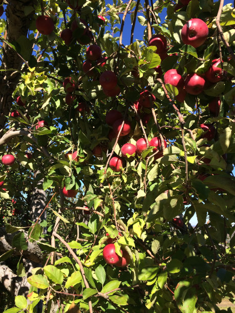 摘苹果图片下载
