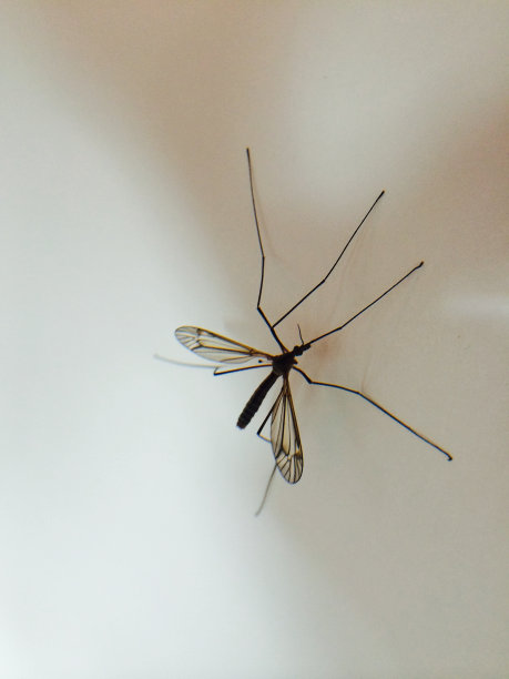 白色背景上的一只蚊子的特写图片下载