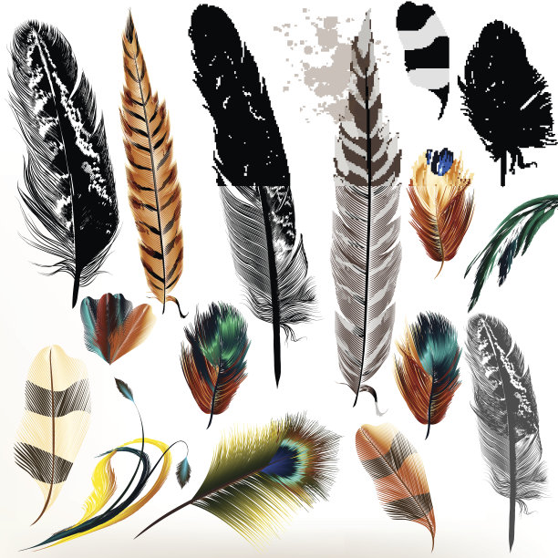 一套向量现实多彩的羽毛图片下载