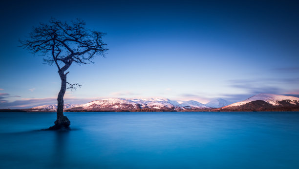 孤独的树图片下载