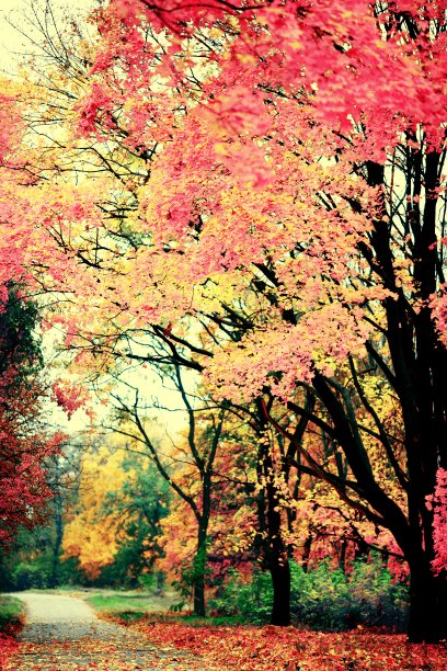 秋天的小巷图片下载