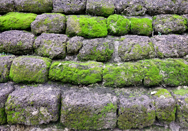 旧砖墙上长满了苔藓图片下载