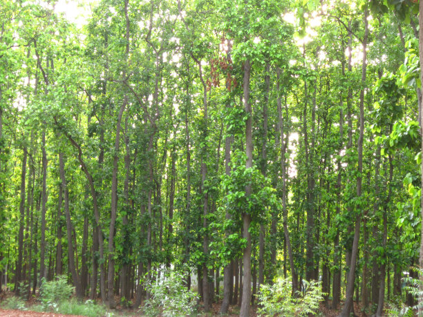 披肩的树木图片下载