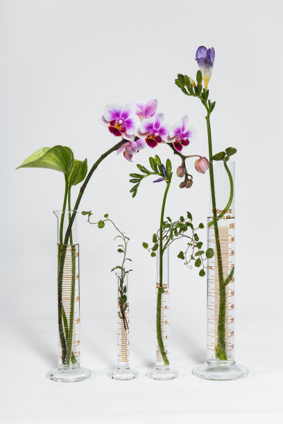 植物试管图片下载