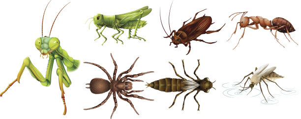 不同种类的昆虫图片下载