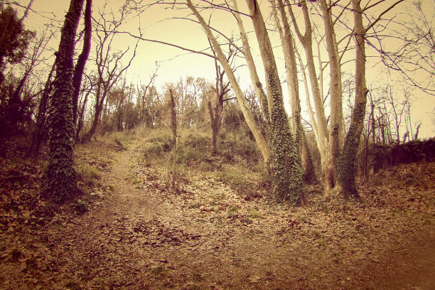 复古宽森林图片下载