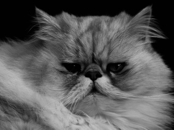 蓝色的猫波斯猫。他是一只公猫图片下载