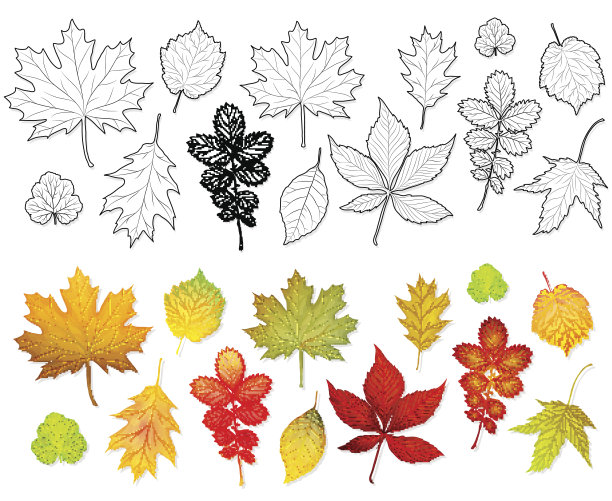 一组叶为着色书向量图片下载