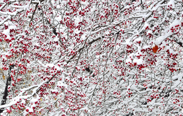 雪后的山楂枝。图片下载